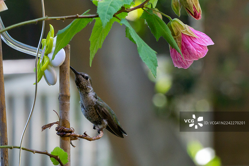蜂鸟正在自家制作的喂食器中饮水图片素材