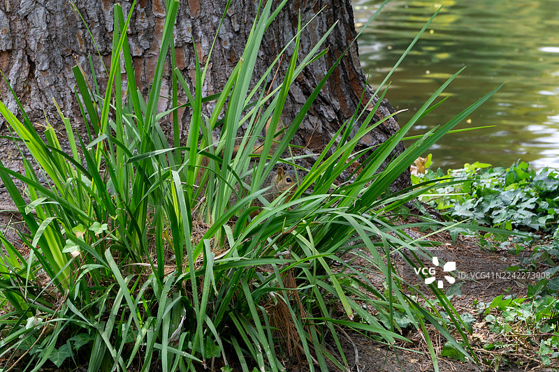 捉迷藏！图片素材