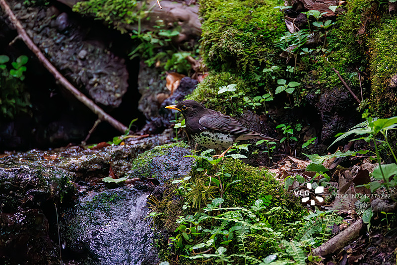 日本灰鸫，Turds cardis。在泉水中沐浴。野生鸟类。观鸟，日本山梨县富士吉田市大门泉水。- 2025图片素材