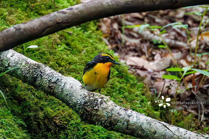 日本山梨县富士吉田市大曲泉，2025年， Narcissus Flycatcher（花䴕），Ficedula narcissina，在泉水中沐浴，野生鸟类，观鸟。图片素材