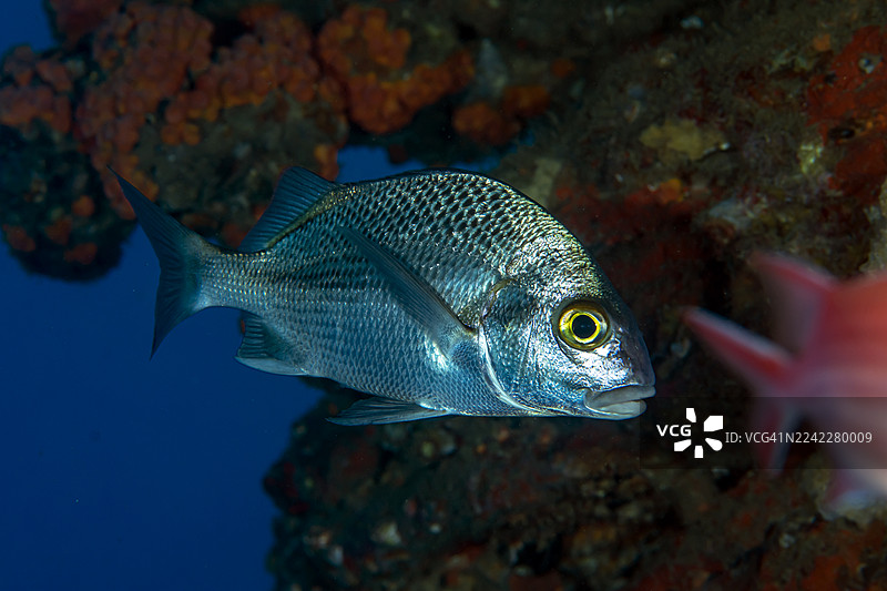 黑海滨鲈图片素材