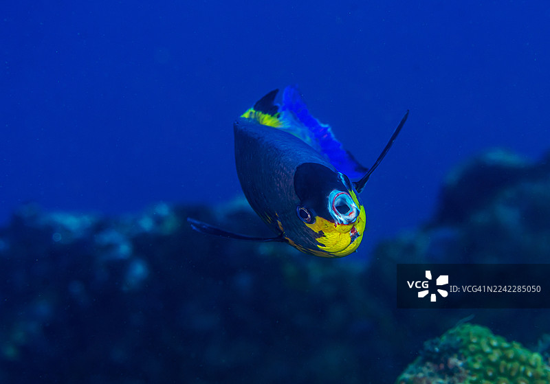 克里奥尔海龙图片素材