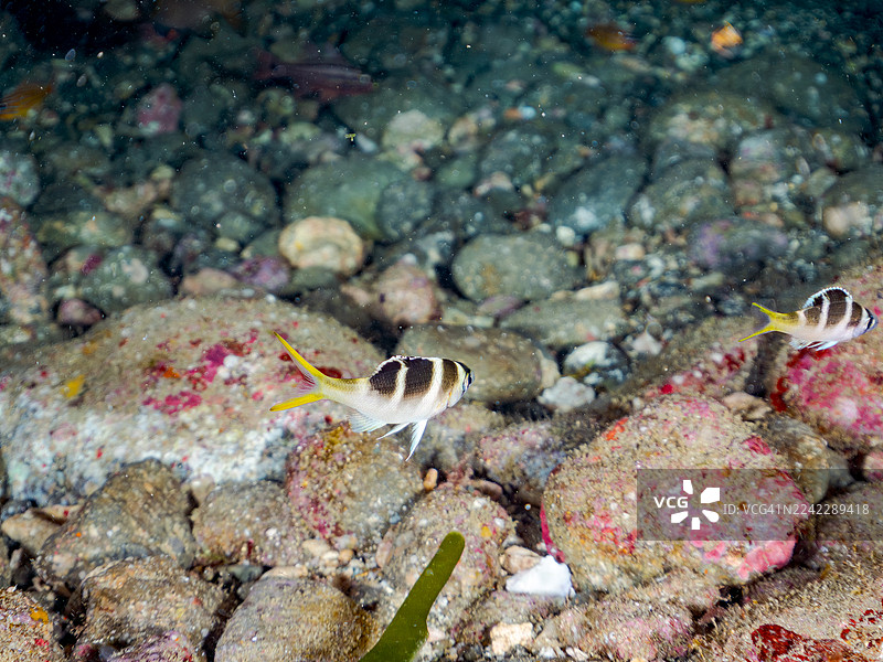 猪齿鱼，四带앞장魚，杜氏앞장魚，橙纹앞장魚及其他鱼类鱼群。仲城港平矶图片素材