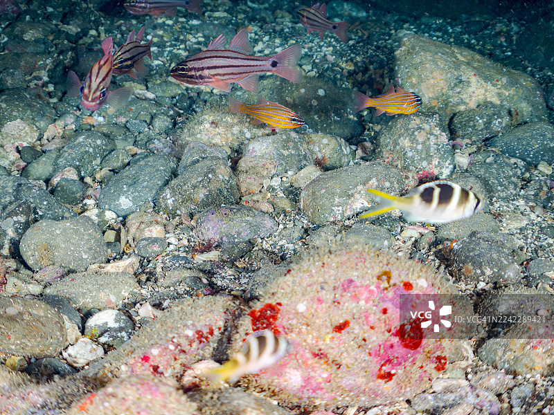 四带앞장, 橙带앞장, 隆头앞장, 幼鱼。及其他。鱼群。平礁滩，中城港，图片素材