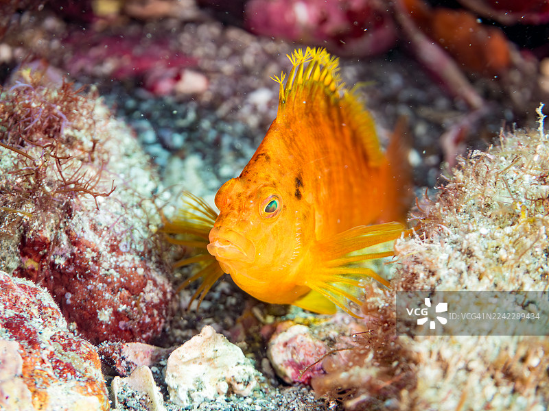 黄鲉鱼 (Cirrhitichthys aureus)，橙杯珊瑚 (Tubastraea foulkneri)，海绵，幼鱼，鱼群，以及其他。地点：日本静冈县伊豆半岛南伊豆町田子港 Hirizo 海滩 - 2025图片素材