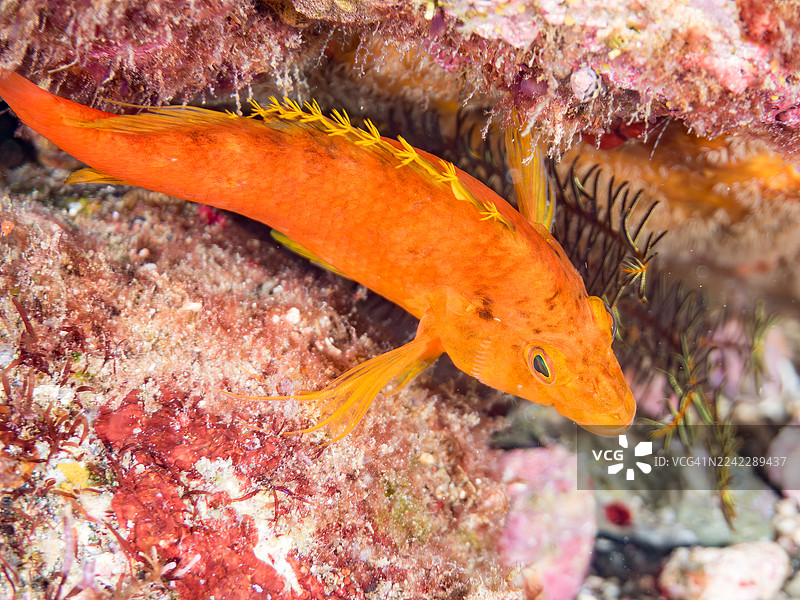 黄鹰鱼 (Cirrhitichthys aureus)、橙杯珊瑚 (Tubastraea foulkneri)、海绵、幼鱼等。鱼群。日本静冈县伊豆半岛南伊豆町弘芝海滩、中木港 - 2025图片素材