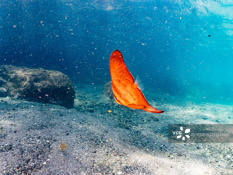 一群美丽的圆形蝙蝠鱼（Platax orbicularis）幼鱼在水面游动的半水面摄影。鱼群。日本静冈县伊豆半岛南伊豆町中木港的Hirizo海滩 - 2025图片素材