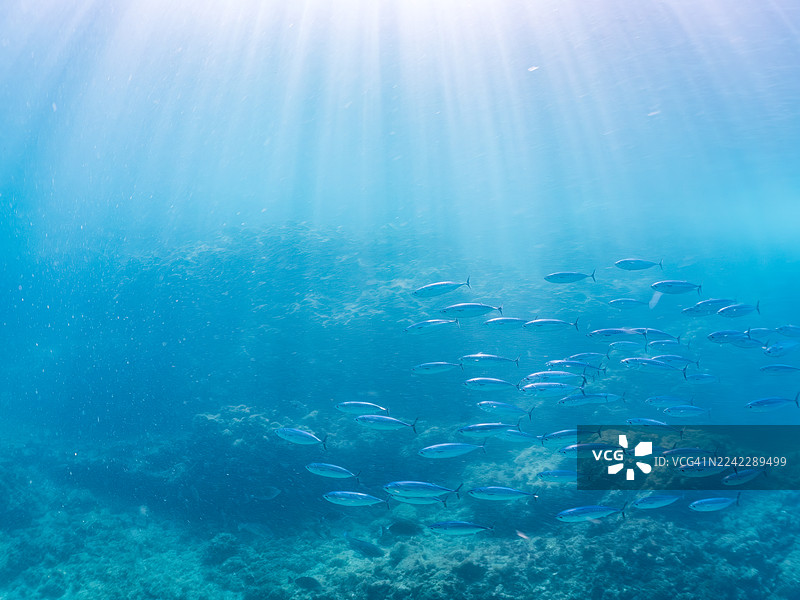 军舰鲭（Auxis thazard）正在攻击一大群细纹圆鲱（Spratelloides gracilis）。圆鲱鱼，圆鲱鱼（Auxis rochei rochei），军舰鲭（Auxis thazard thazard）等。鱼群。潜水员也在游泳。平矶海滩。图片素材