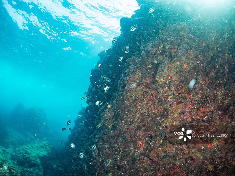 下士，白膜二齿鲹。皮肤潜水员也在游泳。以及其他。鱼群。日本静冈县伊豆半岛南伊豆町中木港平野海滩 - 2025图片素材