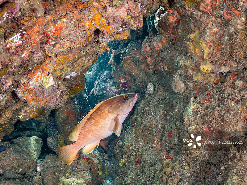 黑鳍石斑鱼（Epinephelus fasciatus）及其他鱼群。日本静冈县伊豆半岛南伊豆町中木港 Hirizo 海滩 - 2025图片素材