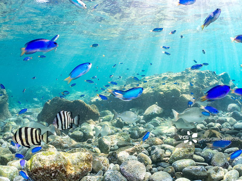 鹦鹉鱼、石齿鲷、条纹石齿鲷幼鱼、蓝雀鲷、条纹豆娘鱼、黄鳍舵鱼等鱼群。南伊豆町中木港的平藏海滩,伊豆半岛。图片素材