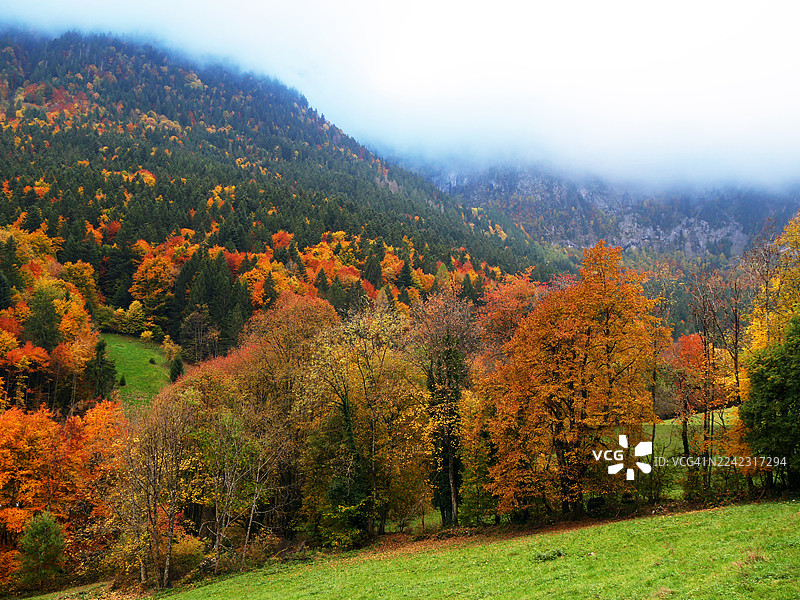 秋日色彩的阿邦当谷,有草甸和树木。法国上萨瓦省。多云有薄雾的天空。白天。自然色彩。图片素材