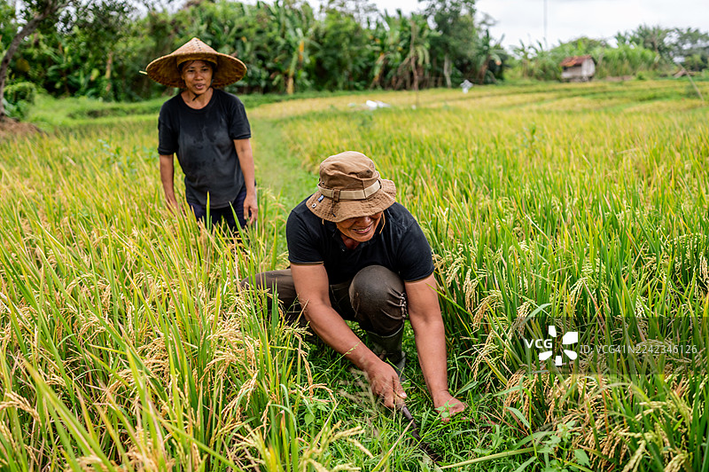 稻田丰收：两位农夫在郁郁葱葱的田野里收割水稻的肖像照图片素材