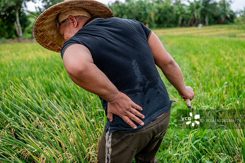 农民收割稻谷，因腰痛而捂着后腰图片素材