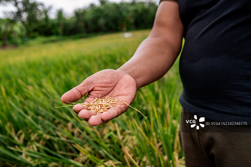 农夫在收获时节展示手中新鲜的稻谷图片素材