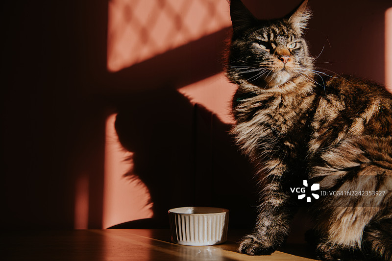 一只缅因猫坐在食盆旁，画面极具戏剧张力图片素材