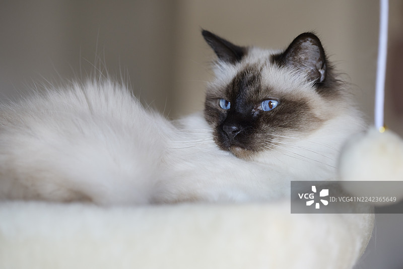 缅甸猫趴在奶油色的栖木上，旁边放着一个绒球玩具图片素材