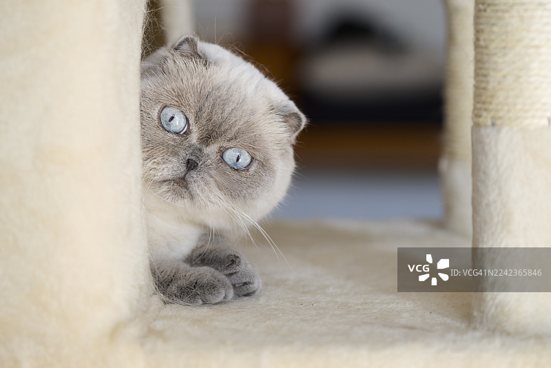 苏格兰折耳猫在米色猫窝里休息图片素材