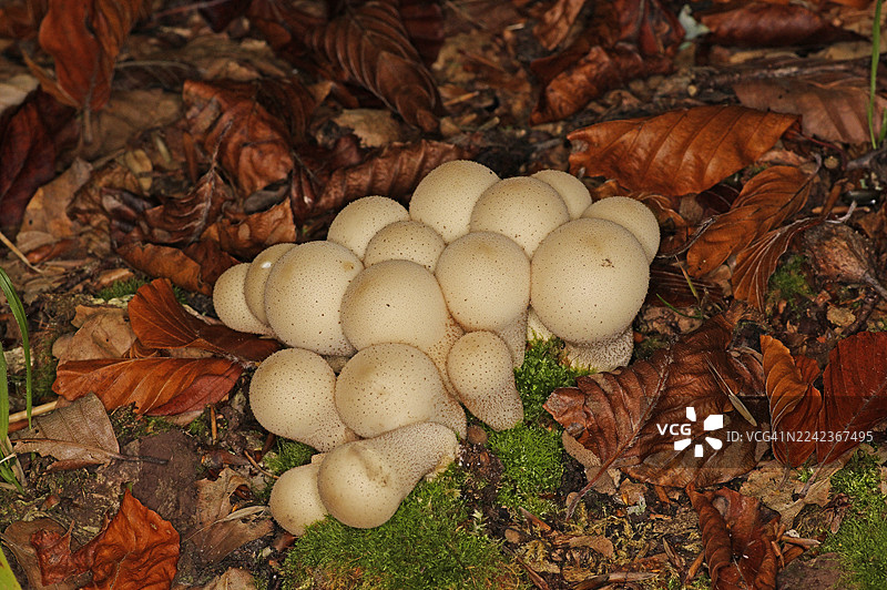 普通马勃菌 [Lycoperdon perlatum]图片素材