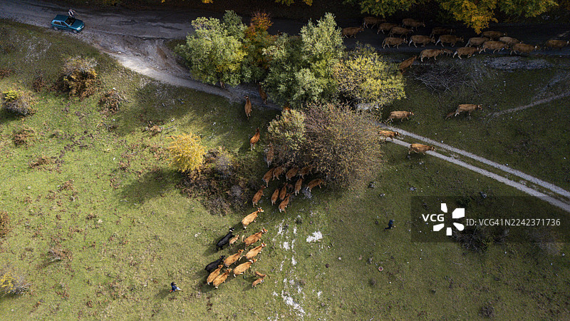 兽群穿过树叶图片素材