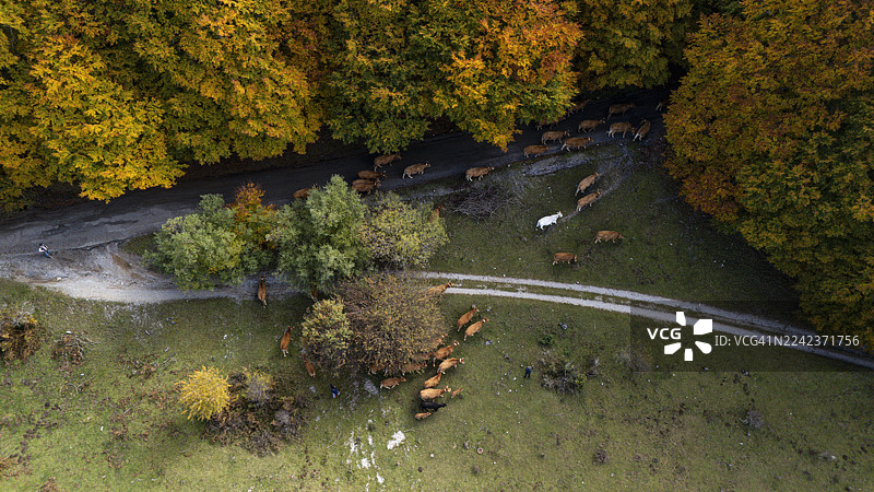羊群穿过树叶图片素材