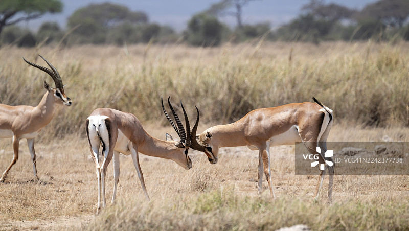 格兰特瞪羚(Nanger granti),两只成年雄性正在打斗,安博塞利国家公园,裂谷省,肯尼亚图片素材