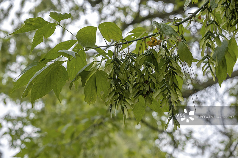 白蜡叶枫（Acer negundo），又称梣叶槭，德国黑森州图片素材