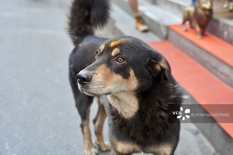 街边狗狗在库库尔蒂哈节用吉祥痣庆祝图片素材