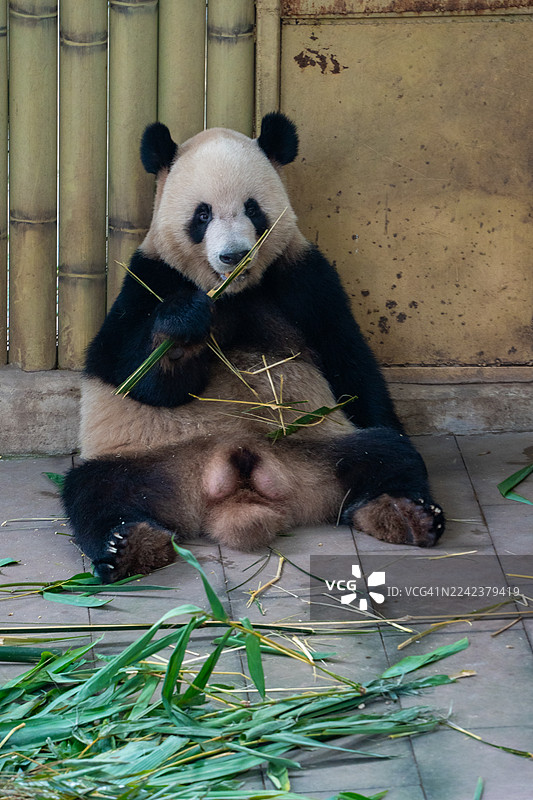 野生动物保护区内，一只大熊猫正在吃竹子图片素材