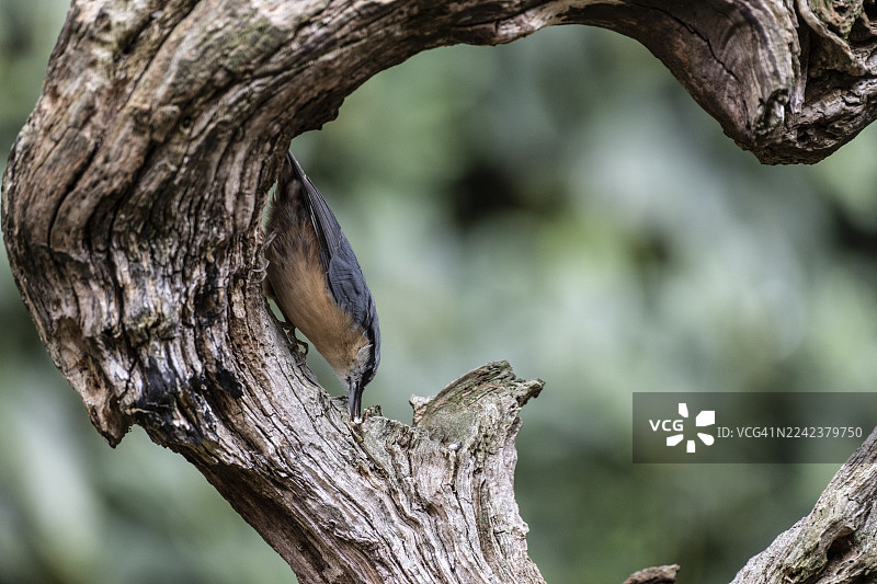 欧洲鹪鹩（Sitta europaea），下萨克森州埃姆斯兰图片素材