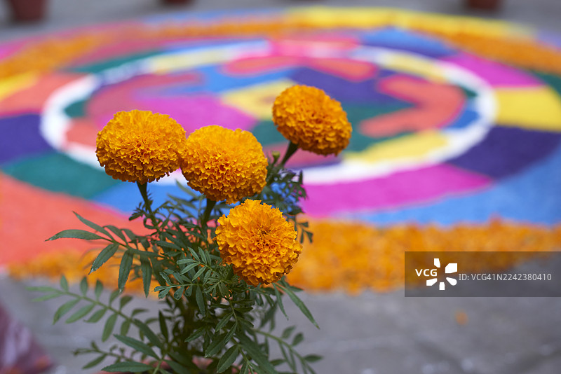 万寿菊盛开，装饰着多彩的兰戈利，为排灯节增添节日气氛图片素材