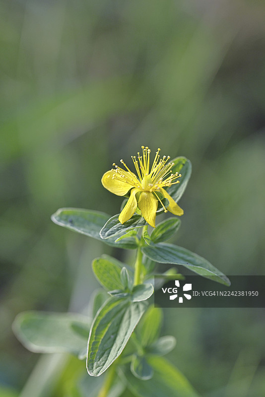 圣约翰草（贯叶连翘），斑点圣约翰草或普通圣约翰草（贯叶连翘），药用植物，开花，德国北莱茵-威斯特法伦州威尔恩斯多夫图片素材