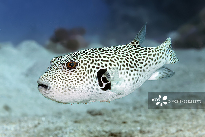小丑鱼（Arothron stellatus），埃及马萨阿拉姆红海图片素材