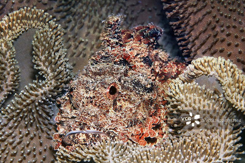 胡须龙鱼（蝎子鱼亚科）在阿拉伯海、印度洋、萨拉拉、佐法尔省、阿曼的皮革珊瑚中完美伪装地栖息着图片素材