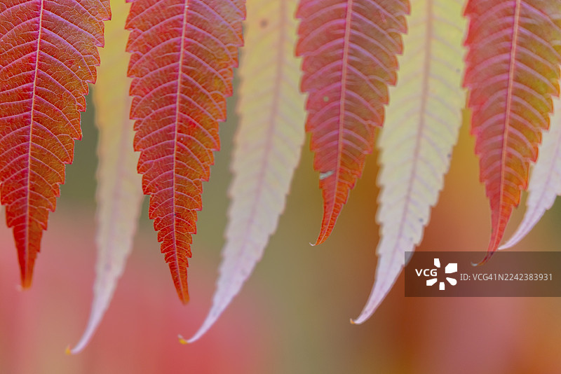 秋天的漆树(Rhus typhina),德国巴登-符腾堡州上多瑙河自然公园 Krauchenwies图片素材