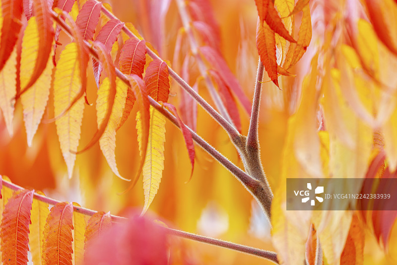 秋季色彩的苏木，秋天，克劳兴维斯，上多瑙河自然公园，巴登-符腾堡州，德国图片素材