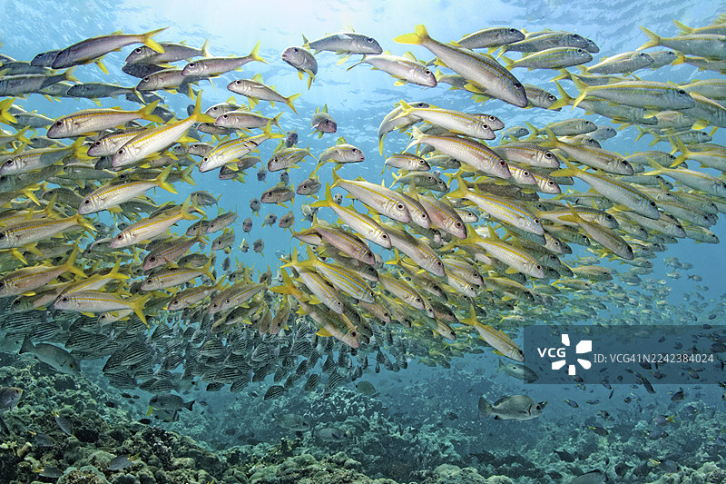 大群混杂,前方为全校鲹(Mulloides vanicolensis),后方为铜条鲈(Pomadasys taeniatus),阿拉伯海,印度洋,萨拉拉,佐法尔省,阿曼图片素材