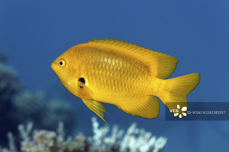 柠檬黄雀鲷(Pomacentrus sulfureus)在埃及马尔萨阿拉姆红海的珊瑚礁中游动,身体呈黄色。图片素材