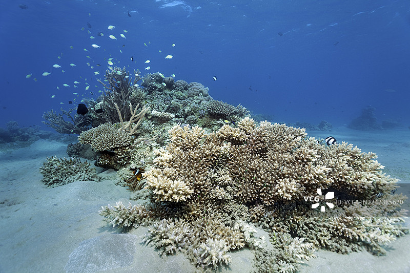 典型、完整的、小型珊瑚礁,由鹿角珊瑚(Acropora)构成,多种礁鱼,浅水,红海,马萨阿拉姆,埃及图片素材