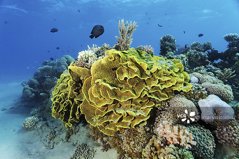 小型、完整、有斑点的珊瑚礁,黄沙拉珊瑚(Turbinaria mesenterina)各种硬骨珊瑚,上方是红海普鲁士鱼(Dascyllus marginatus),红海,马萨阿拉姆,埃及图片素材