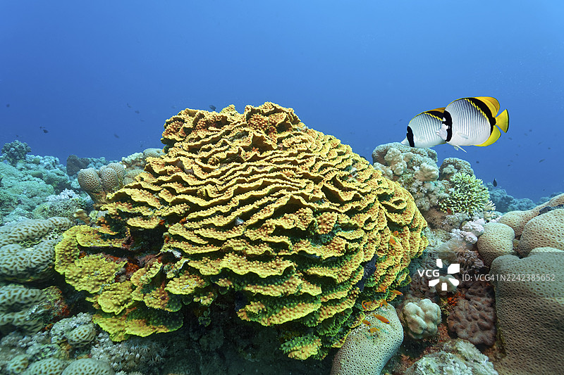 大蝴蝶鱼(Chaetodon lineolatus)成对在埃及马萨阿拉姆红海的扭曲生菜珊瑚(Turbinaria reniformis)上方游动图片素材