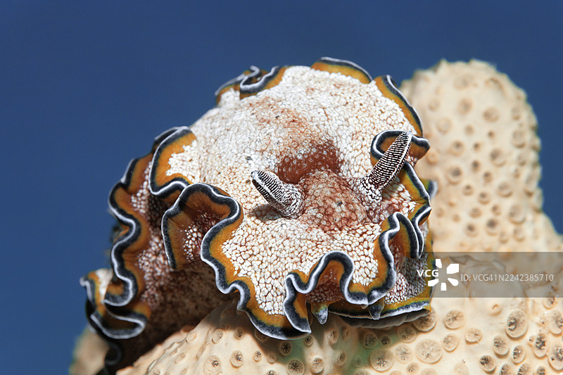 金纹海蛞蝓（Glossodoris cincta）在海绵上，埃及马萨阿拉姆红海图片素材