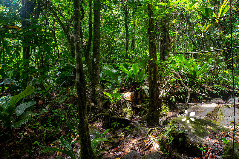 卡奈玛之心：乘库里亚拉船穿越卡劳河，纵横草原，徒步雨林，抵达壮丽的台普伊山。图片素材