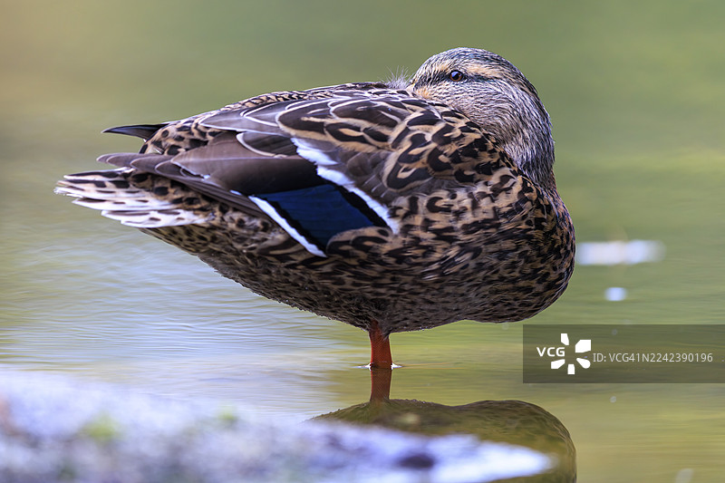 鸭夫人平静地单脚站立在浅水中，细腻的图案和柔和的绿色倒影，绿头鸭（Anas platyrhynchos），野生动物，德国图片素材