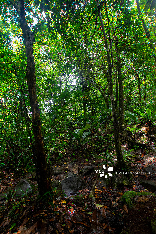 卡奈玛之心：乘库里阿拉船穿越卡劳河，在稀树草原上远足，并徒步穿越雨林抵达雄伟的特普伊山。图片素材