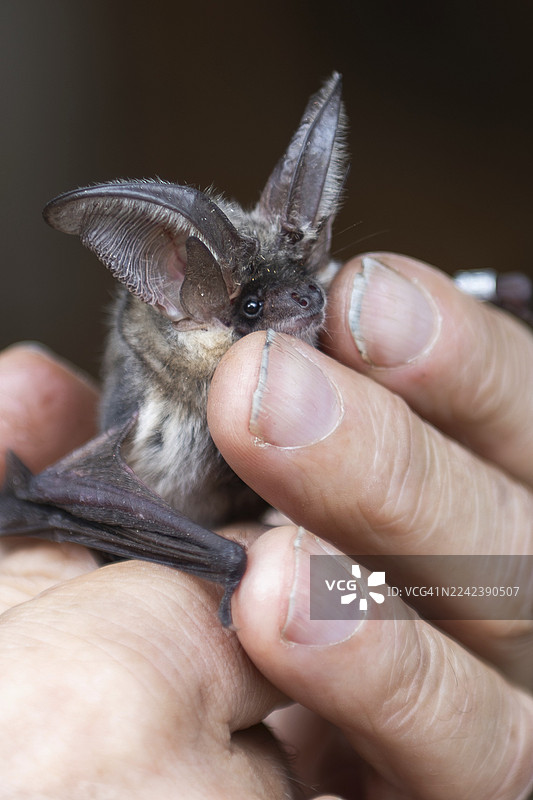 棕长耳蝙蝠（Plecotus auritus），在德国勃兰登堡地区环志后放飞图片素材