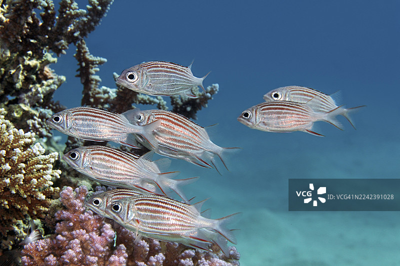 一群皇冠金鳞鱼(Sargocentron diadema)藏身于鹿角珊瑚(Acropora)之下,埃及马萨阿拉姆红海。图片素材
