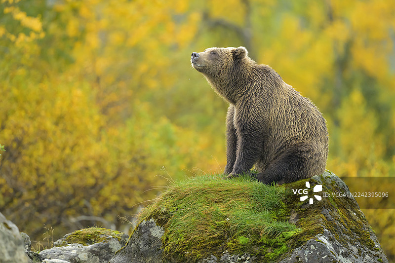秋季森林中，一只棕熊坐在一块长满苔藓的岩石上图片素材