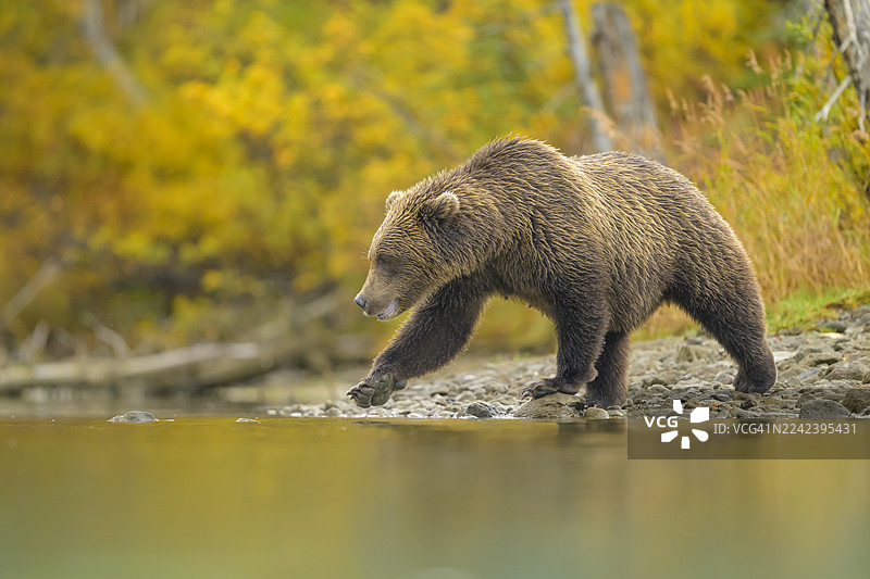 秋季森林边缘棕熊的倒影图片素材