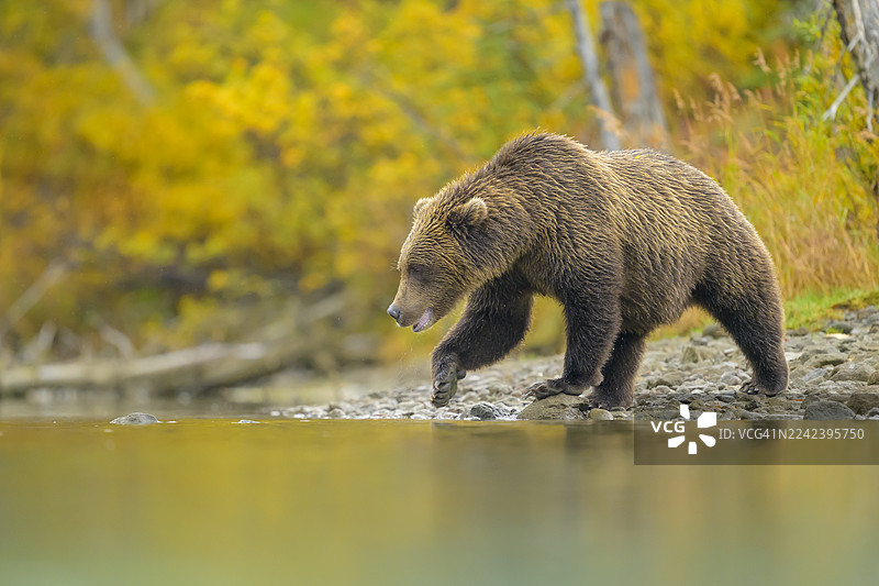 森林边缘的棕熊倒映在金色的水面上图片素材